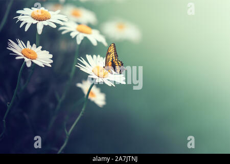 Schöner Schmetterling auf einer daisy flower verbrauchen Ihren Nektar. Stockfoto