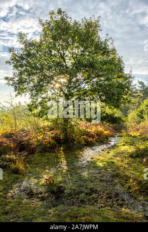 Sonnenaufgang über Managed Heide in Monmouthshire, South Wales. Stockfoto