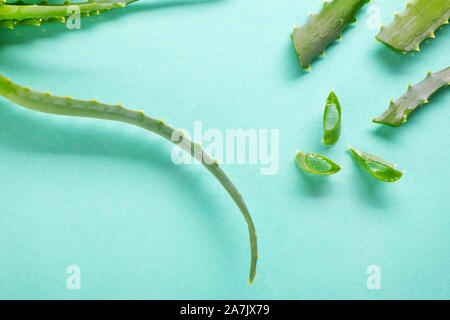 Frische Aloe Vera Blatt Slices auf tourquiose Hintergrund. Stockfoto