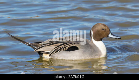 Seitenansicht Nahaufnahme von Wild, UK Nördlichen pintail Drake (Anas acuta) isoliert, schwimmen im Wasser, im Sonnenschein. Britische Männliche Ente im Detail, direkt gegenüber. Stockfoto