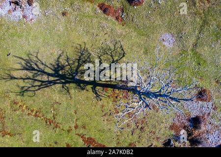 Buche und Wiese. Stockfoto