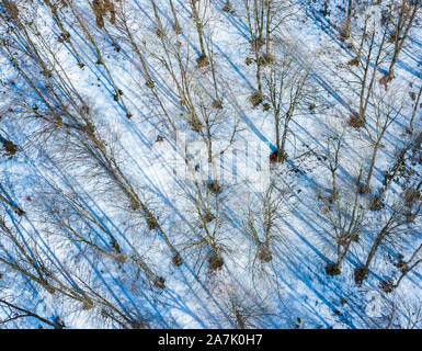 Buchenwälder im Winter. Stockfoto