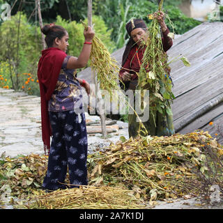 Frauen aus der Gurung ethnischen Stamm Sortieren durch Soja Bohnen, Sikles, Himalaya, Nepal Stockfoto