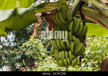 Ein großes Bündel von großen grünen Bananen aus einem Baum auf der Insel Cat Ba, Ha Long Bay, North Vietnam wachsenden Stockfoto