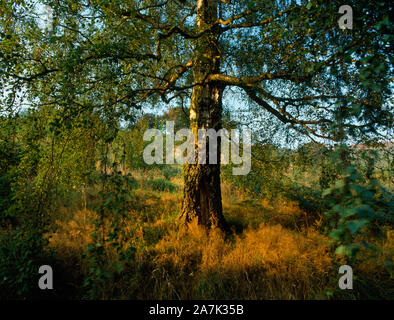 Blick NE eines alten Silver Birch Tree auf dem N Rand Coed Ceunant (Woodland Trust), auf die Moel Famau, Llanbedr-Dyffryn - Clwyd, Denbighshire, Wales, UK. Stockfoto