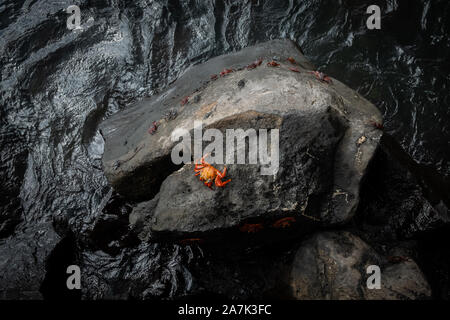 Red galapagos Krabben Stockfoto