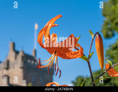 Historische Cawdor Castle, inmitten von Gärten in der Pfarrei von Cawdor in Nairnshire, Schottland. Stockfoto