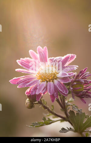 Erste Frost, Eis auf Blüten im Spätherbst. Raureif auf rosa Chrysanthemen. Stockfoto