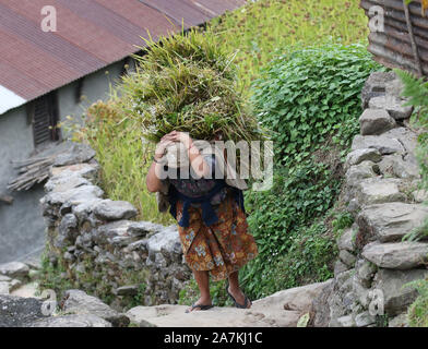 Ein Gurung Frau trägt eine Ernte der Hirse auf ihrem Rücken. Sikles, Himalaya, Nepal Stockfoto