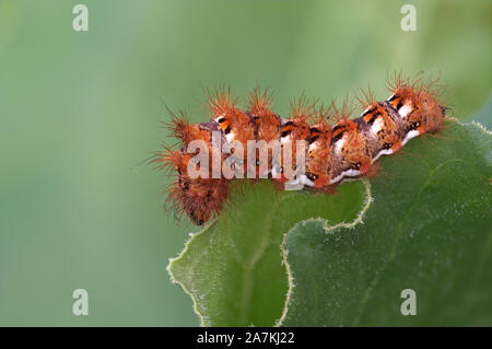 Acronicta rumicis Raupe aka Knot Grass motte Larve. Essen Rhabarber verlässt. Makro Nahaufnahme. Stockfoto