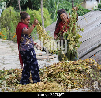 Frauen aus der Gurung ethnischen Stamm Sortieren durch Soja Bohnen, Sikles, Himalaya, Nepal Stockfoto