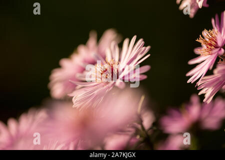 Idee für mobile Wallpaper. Starburst Mittagsblume Delosperma, floribunda, im Garten. Lila Blume. Der dunkle Hintergrund. Stockfoto