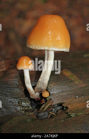 Lion Shield Pilz Pluteus leoninus Stockfoto