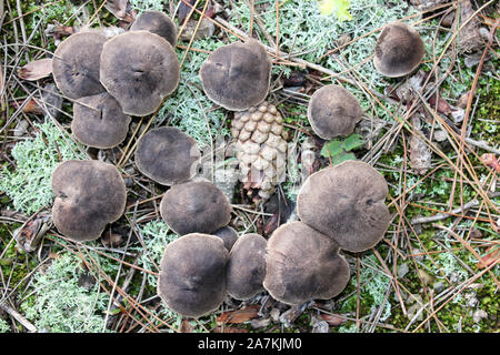 Graue Ritter Tricholoma terreum Stockfoto