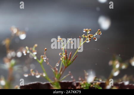 Makrofotografie von Wassertropfen auf einer Pflanze Stockfoto