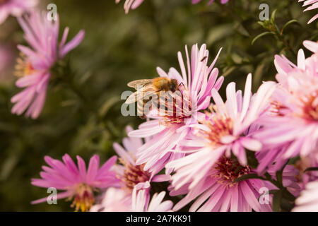 Biene sitzt auf Starburst Mittagsblume Delosperma, floribunda, im Garten. Lila Blume. Stockfoto