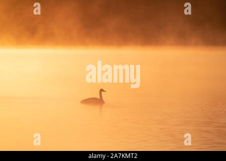 Singschwan (Cygnus Cygnus), Schwimmen in Misty Morning Light, Loch Leven National Nature Reserve, Schottland, Großbritannien. Stockfoto