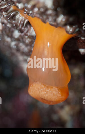 In der Nähe von orange Seeanemone hängen vom Felsen bei Ebbe, Westküste von Schottland, Großbritannien. Stockfoto