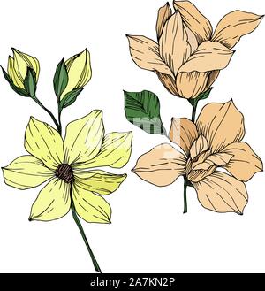 Vektor Magnolia floral botanischen Blumen. Schwarz und weiß eingraviert Tinte Art isoliert magnolia Abbildung Element. Stock Vektor