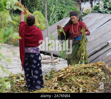 Frauen aus der Gurung ethnischen Stamm Sortieren durch Soja Bohnen, Sikles, Himalaya, Nepal Stockfoto