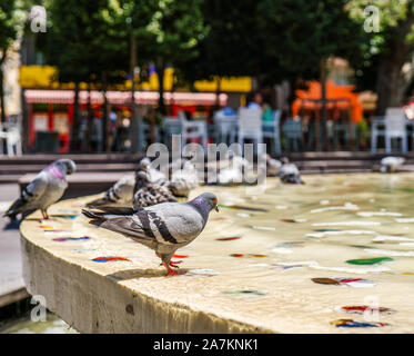 Taube in ornamentalen pool Nahaufnahmen. graue Taube. Stockfoto