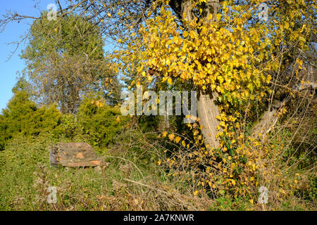 Kleine verfallenen baufälligen Fliesen- outhouse zuvor für Hühner oder Hunde Tierheim verwendet in enthält unter Herbstlaub verlassen Ungarn Stockfoto