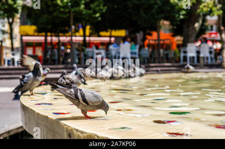 Taube in ornamentalen pool Nahaufnahmen. graue Taube. Stockfoto