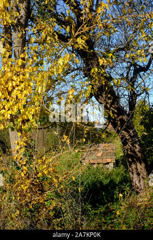 Kleine verfallenen baufälligen Fliesen- outhouse zuvor für Hühner oder Hunde Tierheim verwendet in enthält unter Herbstlaub verlassen Ungarn Stockfoto