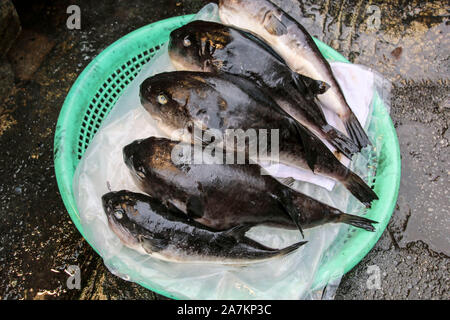 Fugu (Kugelfisch) gefährlichsten Meeresfrüchte von Venom auf Jagalchi Fischmarkt in Busan, Südkorea. Stockfoto