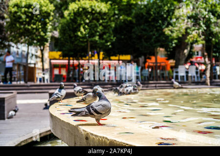 Taube in ornamentalen pool Nahaufnahmen. graue Taube. Stockfoto