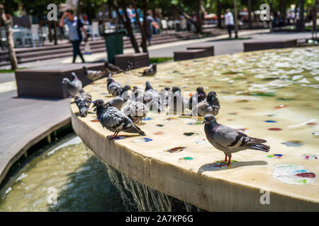 Taube in ornamentalen pool Nahaufnahmen. graue Taube. Stockfoto