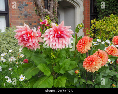 Schönen Pfirsich und Rosa der Dahlie 'Otto's Thrill' und Dahlie 'Nicolas' gegen die south west Ecke Chenies Manor House im späten September. Stockfoto