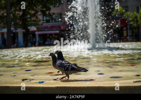 Taube in ornamentalen pool Nahaufnahmen. graue Taube. Stockfoto