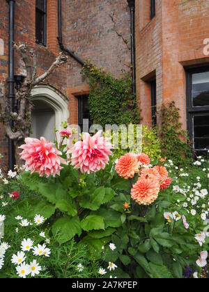 Schönen Pfirsich und Rosa der Dahlie 'Otto's Thrill' und Dahlie 'Nicolas' gegen die south west Ecke Chenies Manor House im späten September. Stockfoto