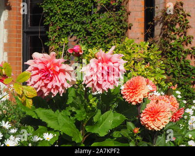 Schönen Pfirsich und Rosa der Dahlie 'Otto's Thrill' und Dahlie 'Nicolas' gegen die south west Ecke Chenies Manor House im späten September. Stockfoto