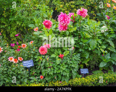 Mehrere Dahlie Sorten, Rosa, Orange in voller Blüte an chenies Manor Garden; Dahlie 'Totally Tangerine', Dahlie 'Penhill dunkle Monarch'; Rosenstöcken. Stockfoto