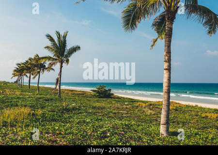 Kokospalmen am Ufer des blauen Meer, an einem sonnigen Tag mit weißen Wolken im Himmel, Insel, ein Ort zum Entspannen Stockfoto