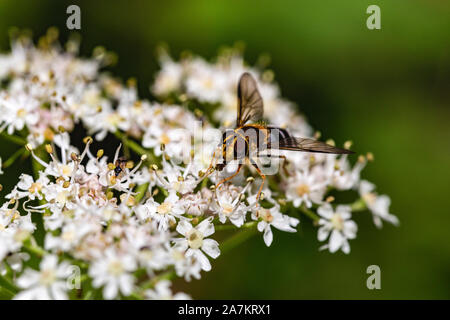 Helle schweben Fliegen (Syrphus ribesii) Fütterung auf eine Kuh Petersilie (Anthriscus sylvestris) Blüte im Sommer. Stockfoto