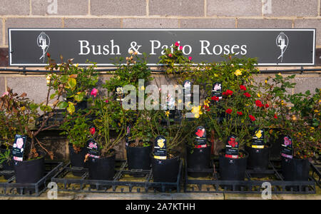 Eine Anzeige von Bush und Terrasse blühende Rosen zum Verkauf in Nord Yorkshire Garten Center Stockfoto