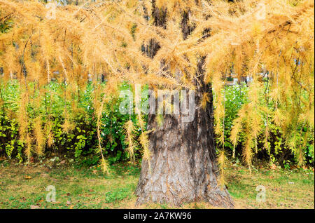 Goldener Herbst, helle gelbe Zweige der Lärche. Sankt Petersburg Stockfoto