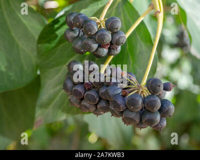Ivy mit Obst Beeren Stockfoto