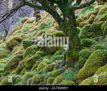 Moos bedeckt Felsbrocken und Baumstamm in native Woodland, Assynt, Sutherland, Highland, Schottland. Stockfoto