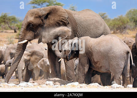 Elefanten bei einer Termite Hill, Etosha National P Stockfoto