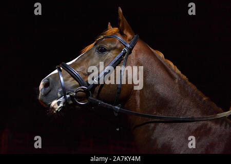 Dressur arabian Race Horse Portrait innen stabil Stockfoto