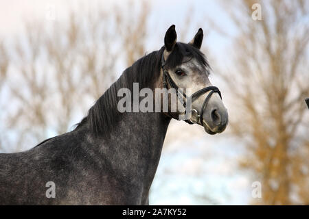 Arabian Horse, grau, Porträt im Herbst im Freien, mit einem Halfter Stockfoto