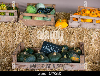 Kisten mit kulinarischen Kürbisse mit Kronprinz, Jill wenig & Kabocha Sorten in der Farm an Halloween, East Lothian, Schottland, Großbritannien. Stockfoto