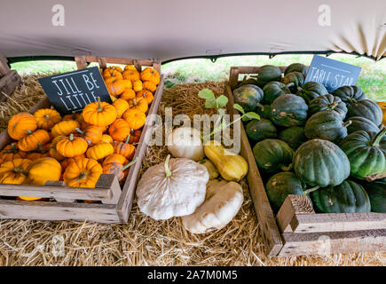 Kiste von Jill wenig & Tabelle Star kulinarische Kürbis Sorten in der Farm an Halloween Pumpkin Patch, East Lothian, Schottland, Großbritannien Stockfoto