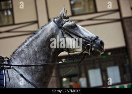 Reine Spanische Pferd oder PRE, dapple Grey Mare Portrait gegen stabiler Hintergrund Stockfoto