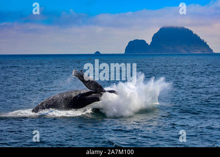 Buckelwal, einen Big Splash nach Verletzung in Kenai Fjords National Park, Alaska Stockfoto