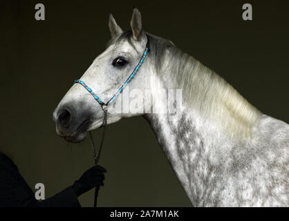 Reine Spanische Pferd oder PRE, dapple Grey Mare Portrait gegen stabiler Hintergrund Stockfoto